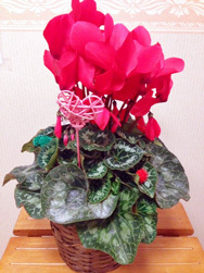 クリスマスコンサート開催 2013/12/25